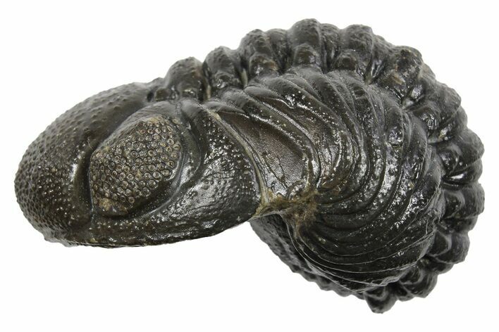 Long Partially Enrolled Austerops Trilobite - Morocco #296590